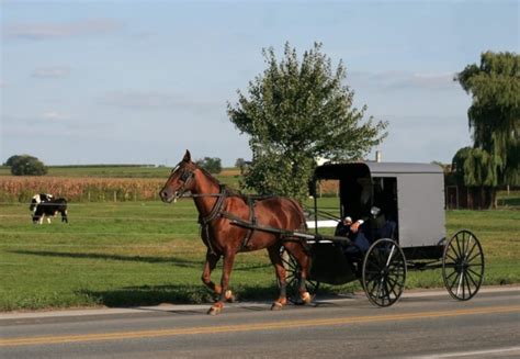 Morgan Horse: Info, Pictures, Temperament & Traits | Pet Keen