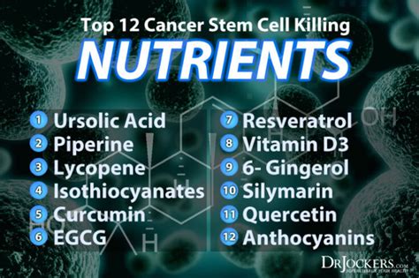 Top Cancer Stem Cell Killing Nutrients Drjockers