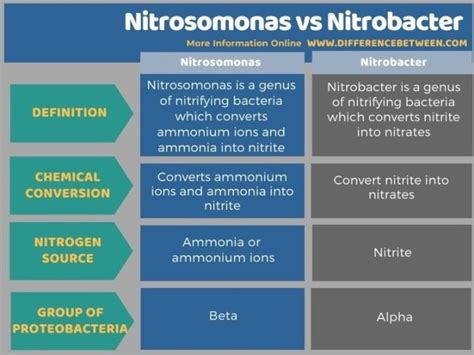 Difference Between Nitrosomonas and Nitrobacter | Compare the ...