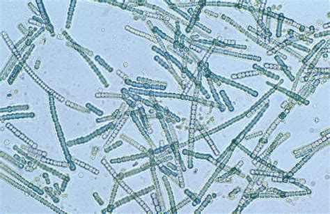 Facts About Cyanobacteria Factsnippet