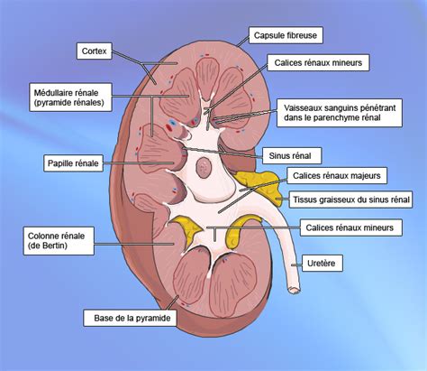 Anatomie Du Rein