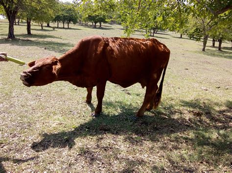 Sapi Tanah Pertanian Foto Gratis Di Pixabay Pixabay