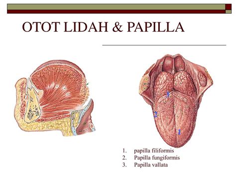 PPT - Digestive System PowerPoint Presentation, free download - ID:3305364