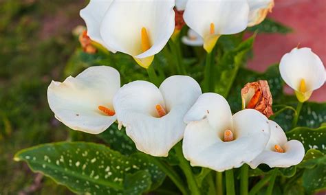 Arum Lily Care Guide How To Plant And Grow Arum Lillies