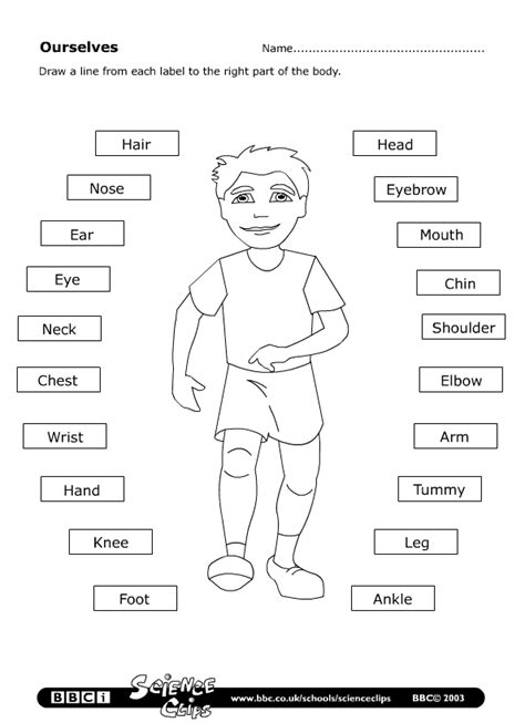 Esl Body Parts Worksheet