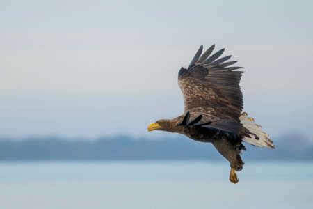 Beautiful White Tailed Eagle Haliaeetus Albicilla In Flight Also