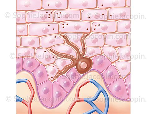 MÉLANOCYTE ET MÉLANINE illustration medicale Sophie Jacopin