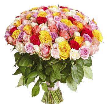 Exquisite Ecuadorian Roses: Wholesale Flowers for Stunning Arrangements