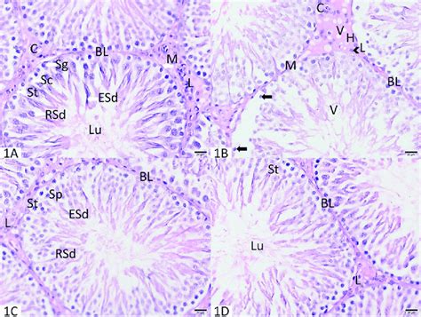 A D 1a Photomicrograph Of A Testis Section From Group 1 Showing Basal