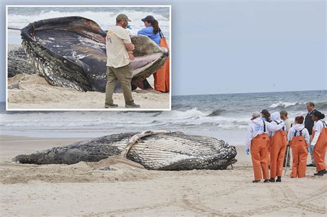 Humpback Whale Washes Up On Long Island