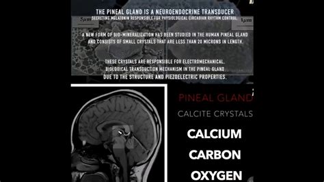 A Comprehensive Breakdown Of The Science Behind The Pineal Gland Third