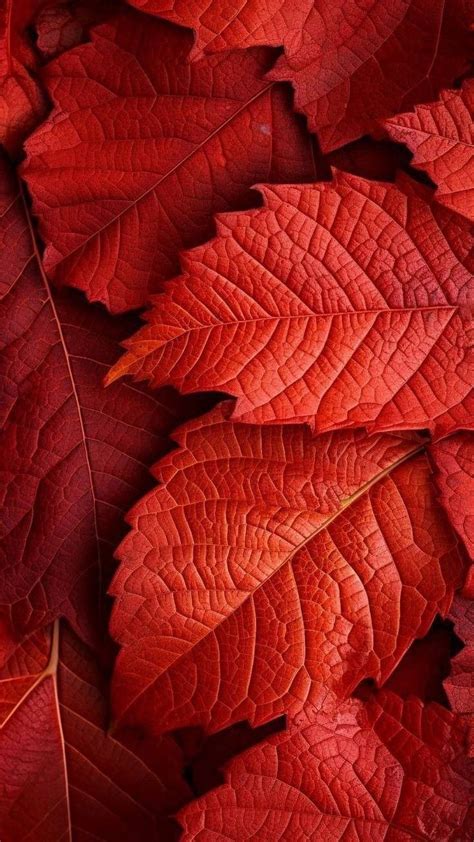 Red Leaves Are Shown In This Close Up Photo