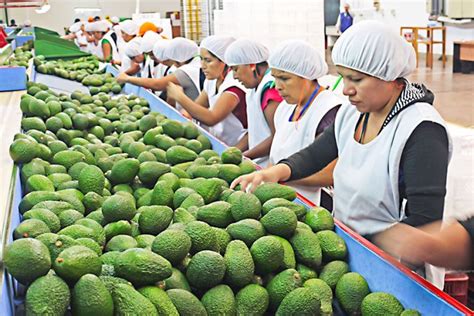 Viceministro Barrantes exportaciones agrícolas superaron los US 10