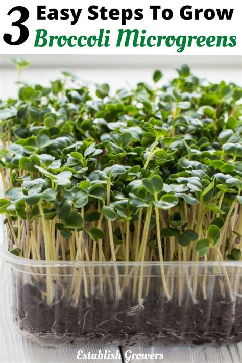 How To Grow Broccoli Microgreens Fast And Easy Growing Broccoli