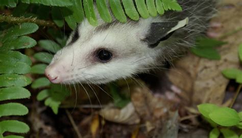 Adaptation of an Opossum | Sciencing