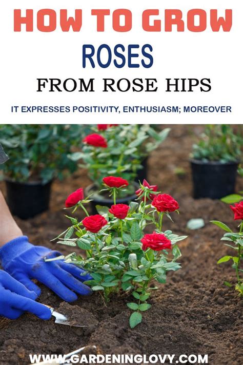 How To Grow Roses From Seeds All Types Of Roses Complete Growing Guide