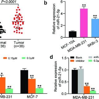 MiR 21 5p Was Significantly Upregulated In Breast Cancer Cells And