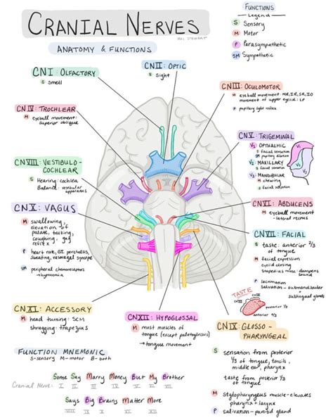 Cranial Nerves Worksheet Worksheet Anatomy Worksheets