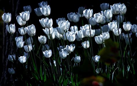 🔥 50 White Tulips Wallpapers Wallpapersafari