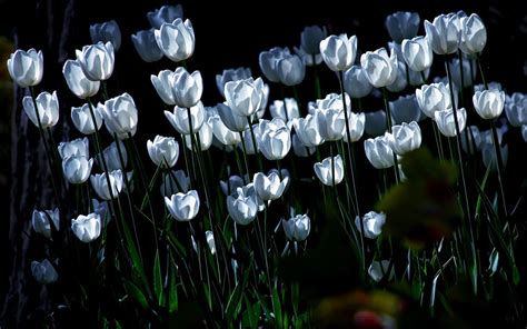 🔥 [50+] White Tulips Wallpapers | WallpaperSafari