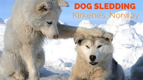 Dog Sledding in Kirkenes, Norway - YouTube