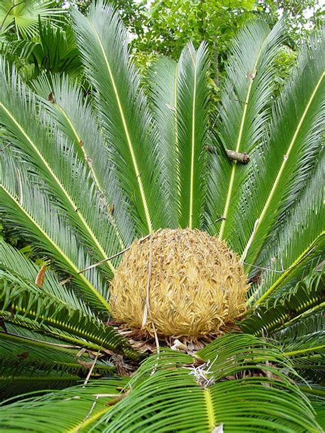 King Sago Palm Cycas Revoluta Urban Tropicals