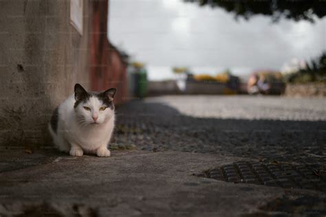 歩道に座っている黒と白の猫の写真 猫 Unsplashの写真