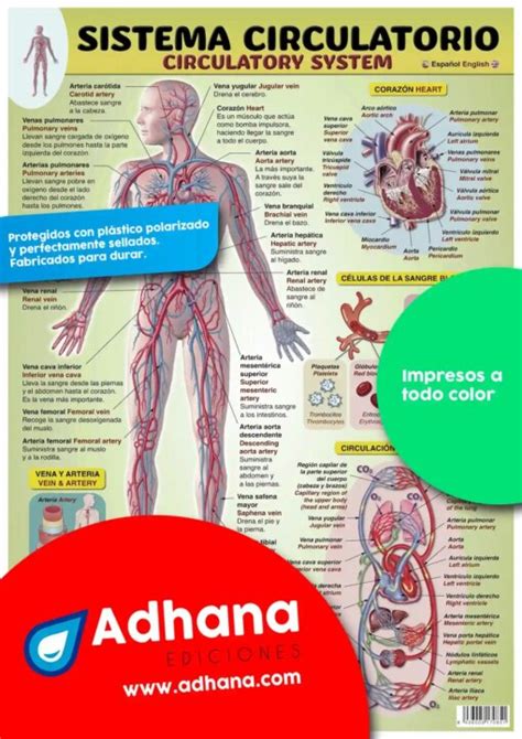 PÓSTER INGLÉS ESPAÑOL DEL SISTEMA CIRCULATORIO Adhana Láminas y