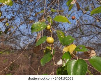 Ziziphus Mauritiana Fruits Indian Jujube Plant Stock Photo