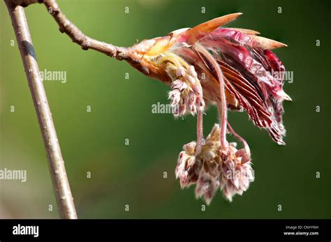 Copper Beech Fagus Sylvatica Var Purpurea Fagus Sylvatica