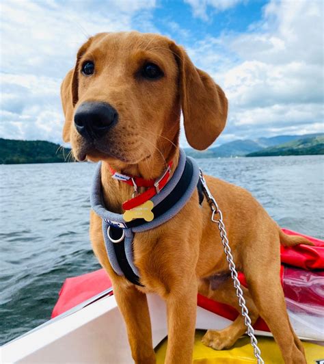 Fox Red Labradors And Their Love For Swimming Part 1 Fox Red