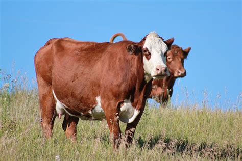 cows   heatwhat     crooked lake farm