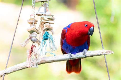 8 Creative Diy Parakeet Toys You Can Make Today Pangovet