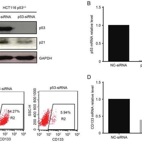 Effect Of P53 Overexpression On Cd133 Expression In P53 Hct116 Cells Download Scientific