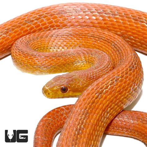 Adult Male Everglades Ratsnakes For Sale Underground Reptiles