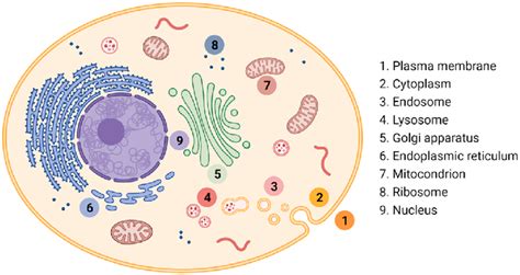 Key Cellular Compartments Download Scientific Diagram