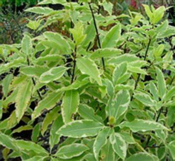 Pittosporum eugenioides 'Variegatum' | Variegated Lemonwood | Lemonwood ...