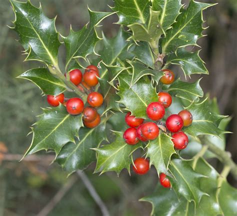 Discovering The Allure Of Holly Berry