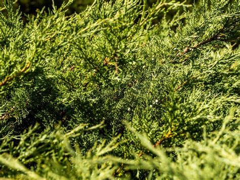 Closeup Of Beautiful Green Leaves Of Thuja Trees On Green Background