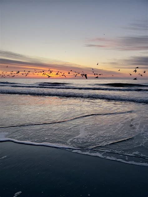 Sunrise and birds stock photo. Image of sunrise, ocean - 147636016