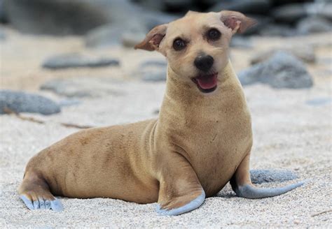 I Put My Dogs Head On A Seal Rfunny