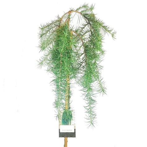 Larix Kaempferi Stiff Weeper Grossiste En Plantes Floraccess