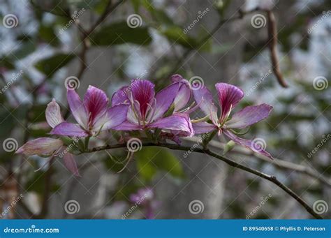 Hawaiian Flowers Growing On Tree Limb Hawaii Usa Stock Photo Image