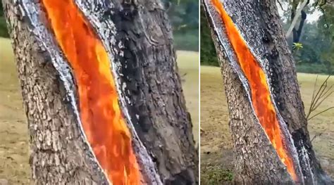 Viral Video Captures Fire Burning Inside A Tree After Lightning Strikes Netizens Share Clips Of