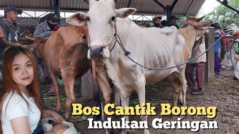 Juragan Cantik Borong Sapi Indukan Geringan Youtube