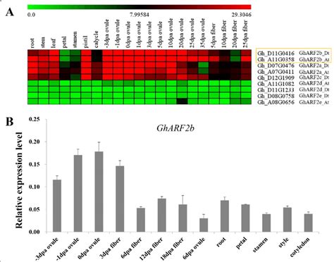 Expression Patterns Of GhARF2 In Different Cotton Tissues And Fiber