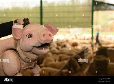 Babe The Sheep Pig Puppet Meets Real Live Lambs And Piglets Down On The Farm Press Shoot For