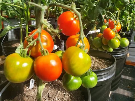 Growing Tomatoes In Cold Climates The Subarctic Frosty Garden Ripe