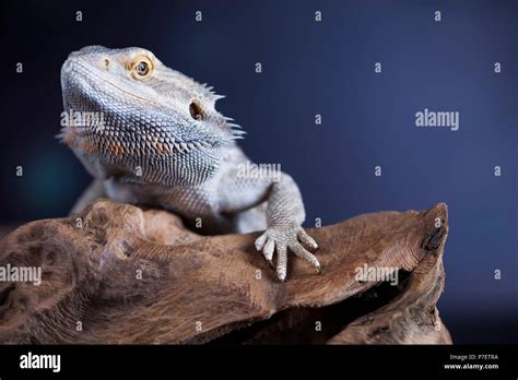Root Bearded Dragon Agama Lizard Stock Photo Alamy