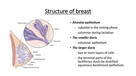 Breast Anatomy Ppt